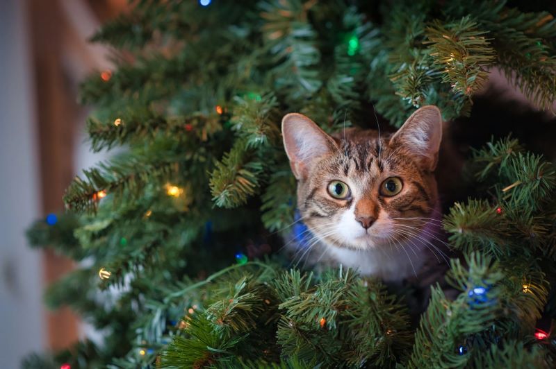 Adding a sense of personality to your pre-lit Christmas trees: Pro Tips